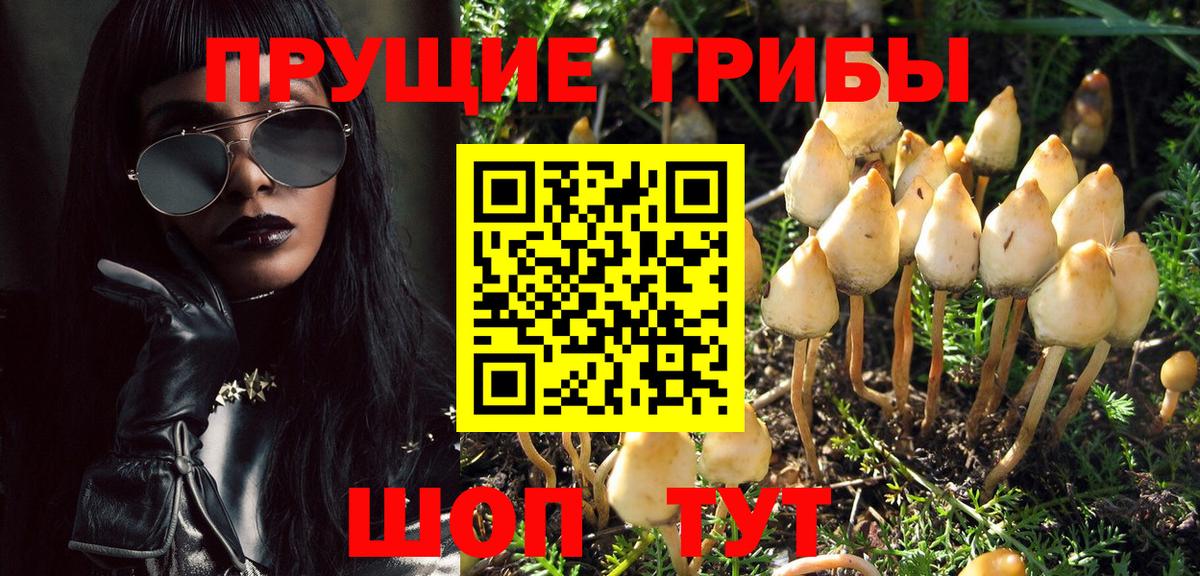 купить наркотики цена  Псилоцибиновые грибы Psilocybine cubensis  Вход с VPN  Волгодонск 